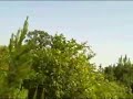 80 ACRES MCNAIRY COUNTY TENNESSEE Jul 29 2008 - VID00004