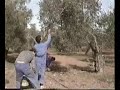 Antiguo Proceso del Aceite