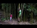 Click here to watch this video Hawaii - Tom is climbing bamboo down