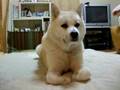 秋田犬はなちゃんとにらめっこしましょ♪
