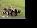 lambs and lakes