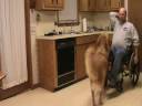 GCI training with Jerry the Service Dog