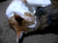 Click here to watch this video くっさ～！の後はフレーメン