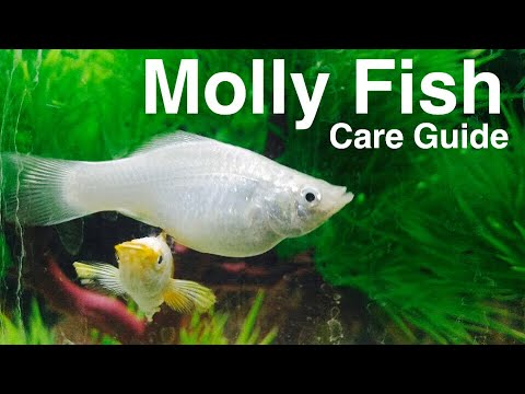 how to care molly