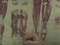 Hip Pain and Knee Pain Connection
