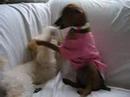 So in Love With You -  Long Island Small Dog Boarding - The Doggie Nanny