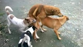 Dog Mating - Whos gonna stucked 3 male-1 female