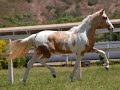 Surpresa do Itaim - Haras Garden - Mangalarga e Pampa