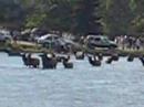 Elk herd in lake