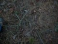coyote or mythical creature