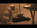 videos de homosexual dogz