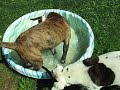 Sweetie and Magnum playing in pool Sweetie and Magnum playing in pool