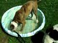 Sweetie and Magnum playing in pool