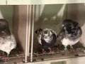 Pakistani Pigeons