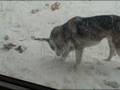 Dec 31 2008 - VID00009