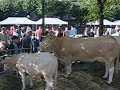 landalurraren azoka errenteria-orereta 2007