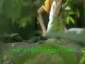 kisah bokep di air terjun Wabah Flu...