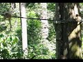 Rainforest Monkeys in Jungle - Sabah, Malaysia