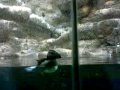 Horned Puffins & Parakeet Auklet (NC Zoo)