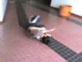 videos de Diego D. 