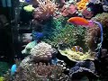 Gravacao do meu Reef 