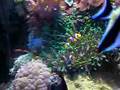 Anemonas, Corais e Peixes