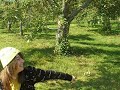 LANCE POMME :)