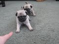 Pug Puppies 4 Weeks Old Pug Puppies 4 Weeks Old