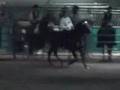 Papa's Royal Delight Tennessee Walking Horse stallion