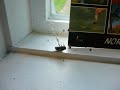 Spider vs Fly: pulley