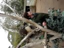 Coala - Bonorong Wildlife Park - Tasmania - Rhuann