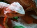 How to Get a bearded dragon to eat salads