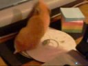 Hamster video xD