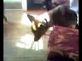 my dog looking for his ball