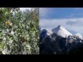 Τῆς Σπάρτης οἱ πορτοκαλιές ~ The orange trees of Sparta.