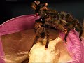 Avicularia azuraklaasi Avicularia azuraklaasi