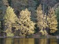 (les feuilles mortes - autumn leaves - kuolleet lehdet):
toivoisin sinunkin muistelevan 
p�ivi� kes�mme kaunehimman. 
aurinko hymyili suloisemmin, 
rinnallas armahin, kun astelin. 

kauan tuo kes�mme kest�nyt ei, 
pois halla sen kukkaset vei. 
kes�st� j�ljelle j�i muisto vain, 
polttava kaipuu nyt on rinnassain. 

ken muistoja mieless��n kantaa, 
paljon h�n voi omistaa; 
ei niit� voi toiselle antaa, 
ne sy�meen k�tke� saa. 

kun saapuu syys, 
niin lehdet puiston 
se hehkumaan saa loistoaan 
kuin ik�vyys, 
mi kauniin muiston 
voi synnytt��, 
vaik suru j��. 

hetken lehdet nuo viel� hehkuu; 
on loisto tuo jo viimeinen. 
ovat muistojemme lehdet kuolleet, 
ne menness��n vei tuulonen.

(levytt�neet: olavi virta, henry theel, vieno kekkonen, tapio heinonen, eino gr�n, pasi kaunisto, arja saijonmaa)