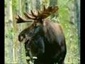videos de The Craza Mova.wmv
