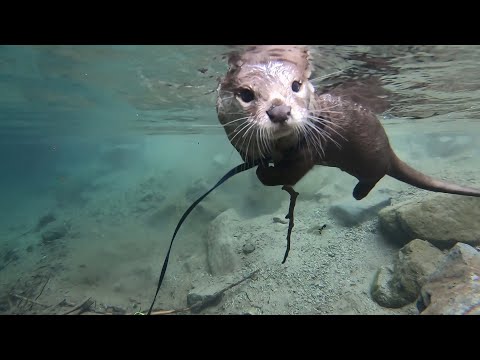 動画