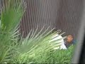 How Mexicans Jump A 20 Foot Fence