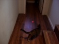 crazy cat