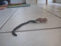 SnakeEatingFox