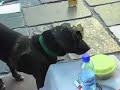 Personagens da Uruguaiana (O Cachorro Inteligente)