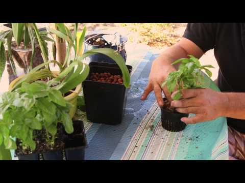 how to transplant plants from soil to hydroponics