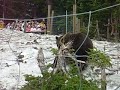 Grizzly Bear on Grouse Mountain Grizzly Bear on Grouse Mountain