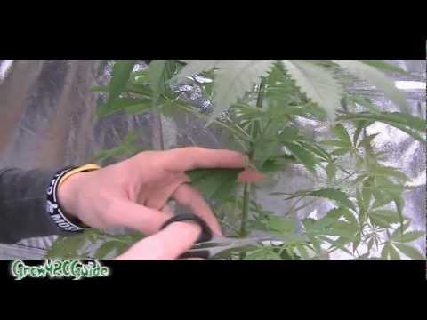 how to trim cannabis plant