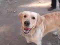 Perro Amaestrado !!!!