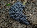 caterpillars