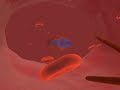 A Day in the Life of a Virus