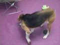 videos de Cabella.wmv